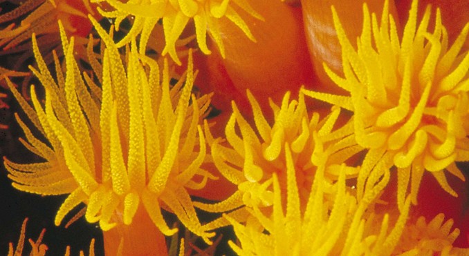 Image courtesy of Western Australia