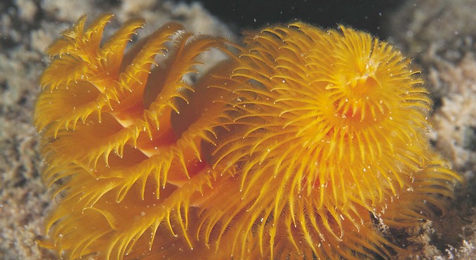 Image courtesy of Western Australia