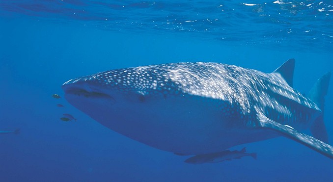 Image courtesy of Western Australia