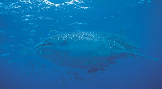 Image courtesy of Western Australia