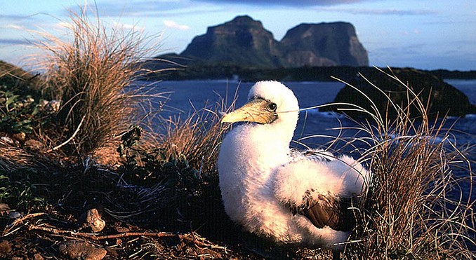 Grahame McConnell - Lord Howe Island Tourism