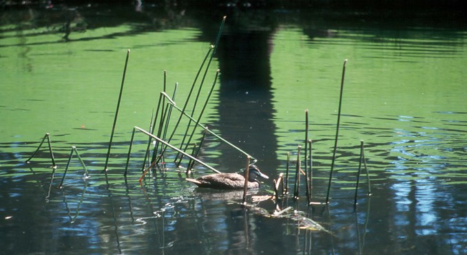 Image courtesy of Tourism New South Wales