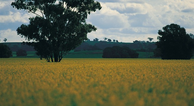 Image courtesy of Tourism New South Wales