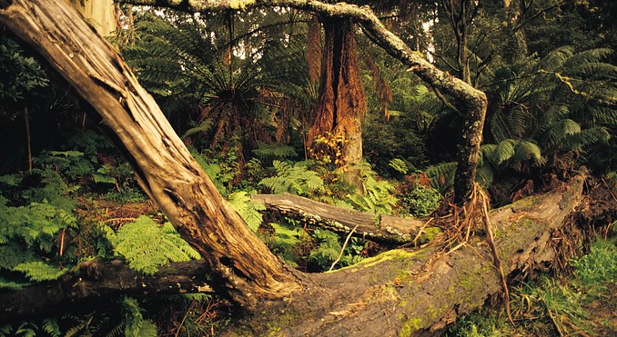 Image courtesy of Tourism Victoria