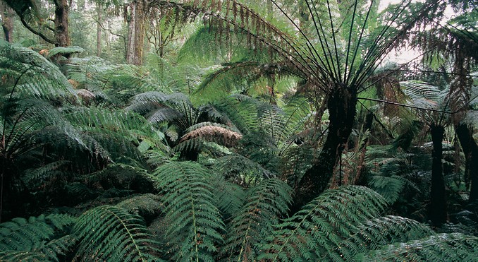 Image courtesy of Tourism Victoria