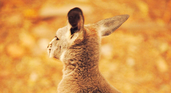 Image courtesy of South Australia