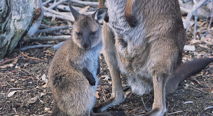 Image courtesy of South Australia