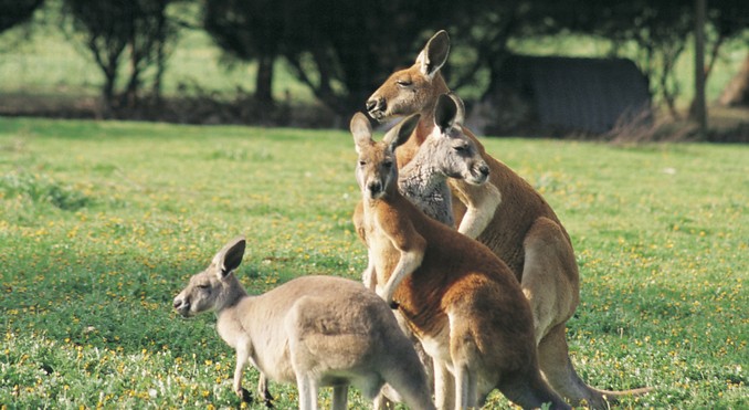 Image courtesy of South Australia