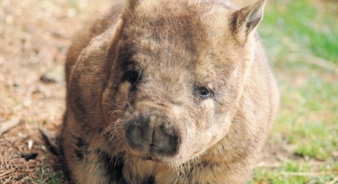 Image courtesy of South Australia