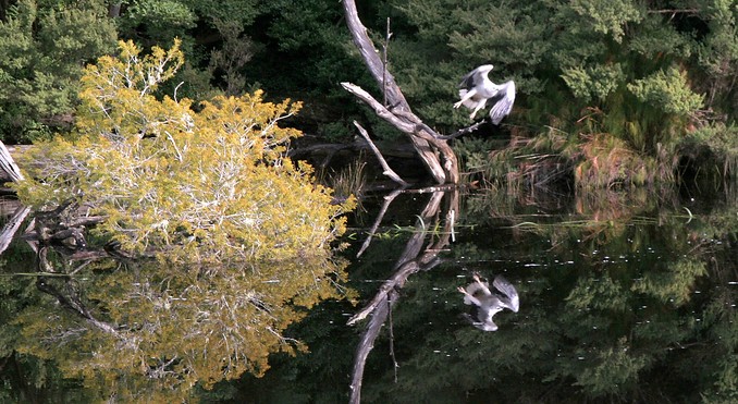 Pieman River