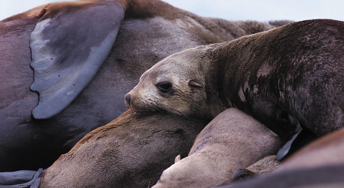 Image courtesy of Tourism Victoria
