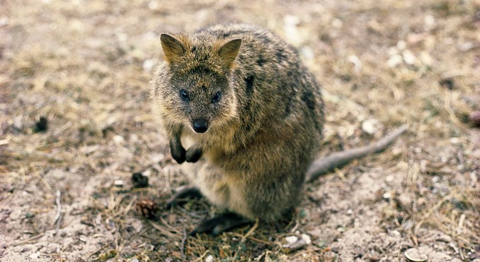 Image courtesy of Western Australia