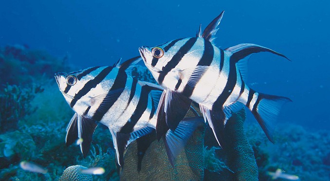 Image courtesy of Western Australia