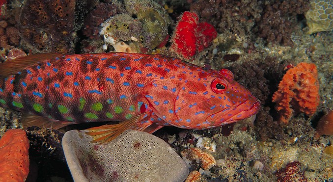 Image courtesy of Western Australia