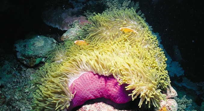 Rowley Shoals