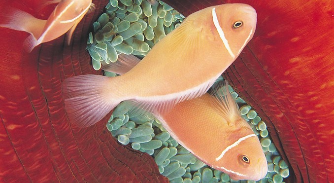 Image courtesy of Western Australia