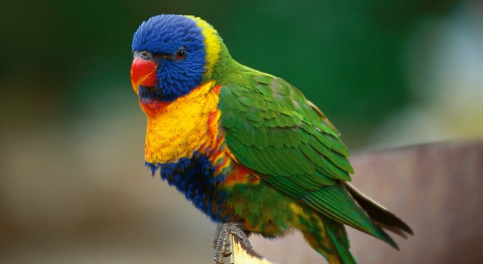 Image courtesy of Tourism Queensland