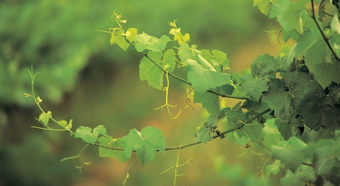 Image courtesy of Tourism Victoria