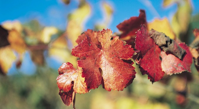 Image courtesy of Tourism Victoria