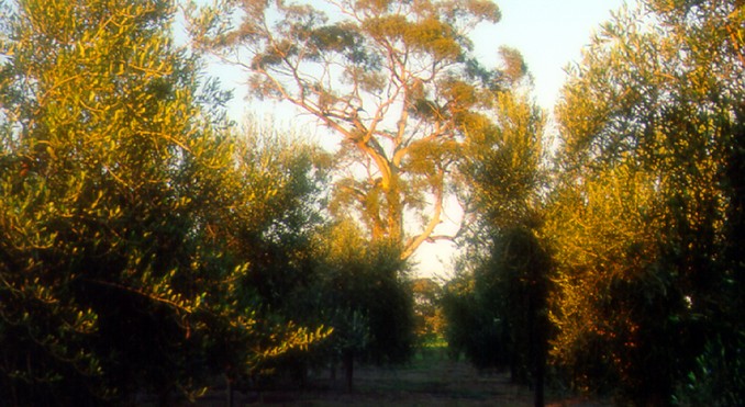 Image courtesy of Tourism Victoria