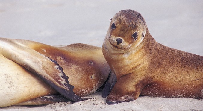 Image courtesy of South Australia