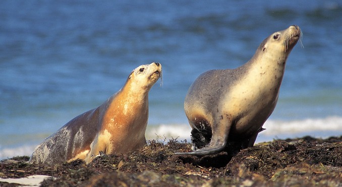 Image courtesy of South Australia