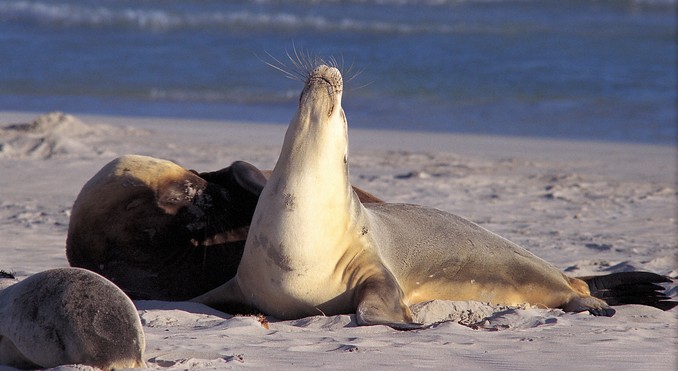 Image courtesy of South Australia