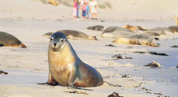 Image courtesy of South Australia