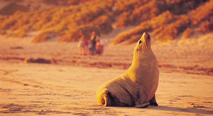Image courtesy of South Australia