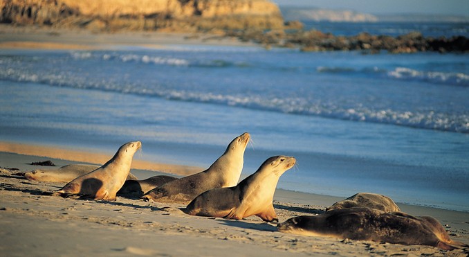 Image courtesy of South Australia