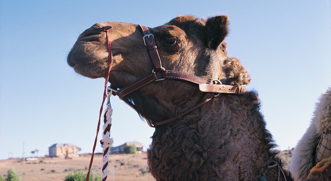 Image courtesy of Tourism New South Wales