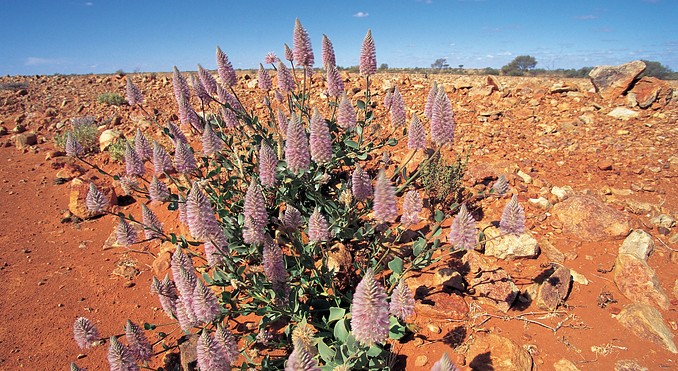 Image courtesy of South Australia