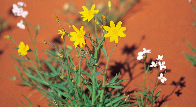 Image courtesy of South Australia