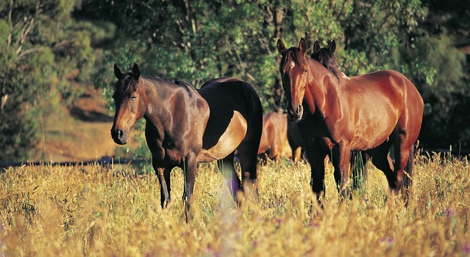 Image courtesy of Tourism New South Wales