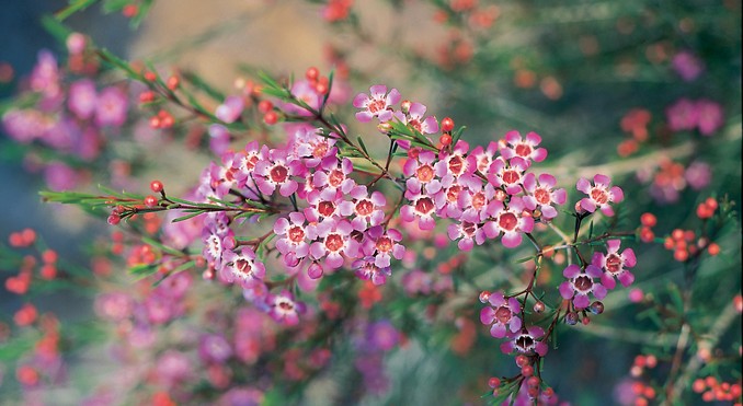 Image courtesy of Tourism Queensland