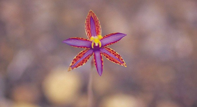 Image courtesy of Western Australia