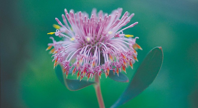 Image courtesy of Western Australia