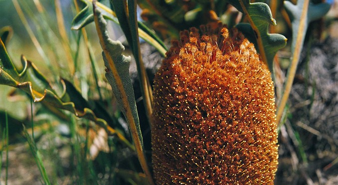 Image courtesy of Western Australia