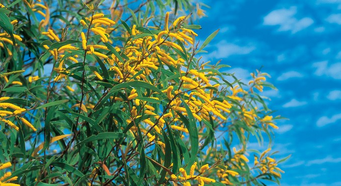 Image courtesy of Tourism Queensland