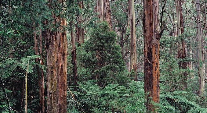 Image courtesy of Tourism Victoria