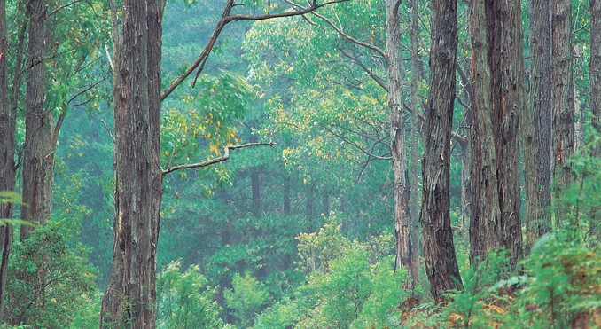 Image courtesy of Tourism Victoria