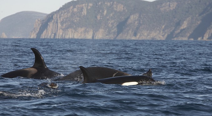 Image courtesy of Tourism Tasmania