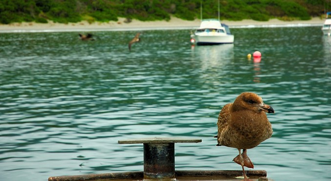 Image courtesy of Tourism Tasmania