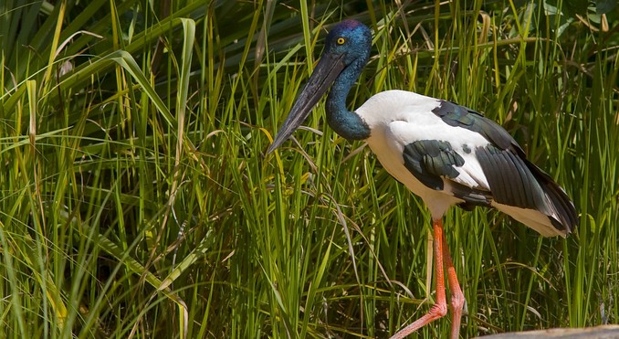 Image courtesy of Tourism NT