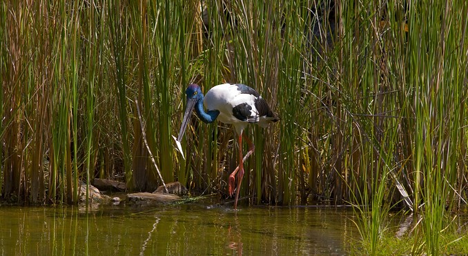 Image courtesy of Tourism NT