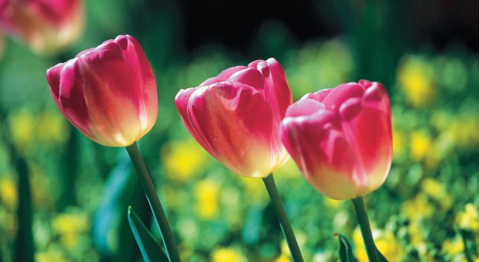 Image courtesy of Tourism Queensland