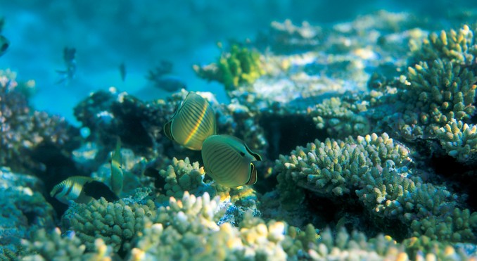 Image courtesy of Tourism Queensland