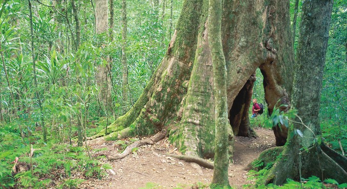 Image courtesy of Tourism Queensland