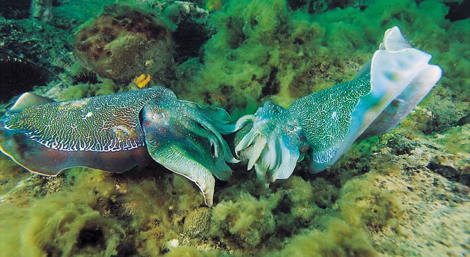 Image courtesy of South Australia