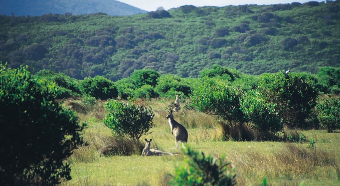 Image courtesy of Tourism Victoria